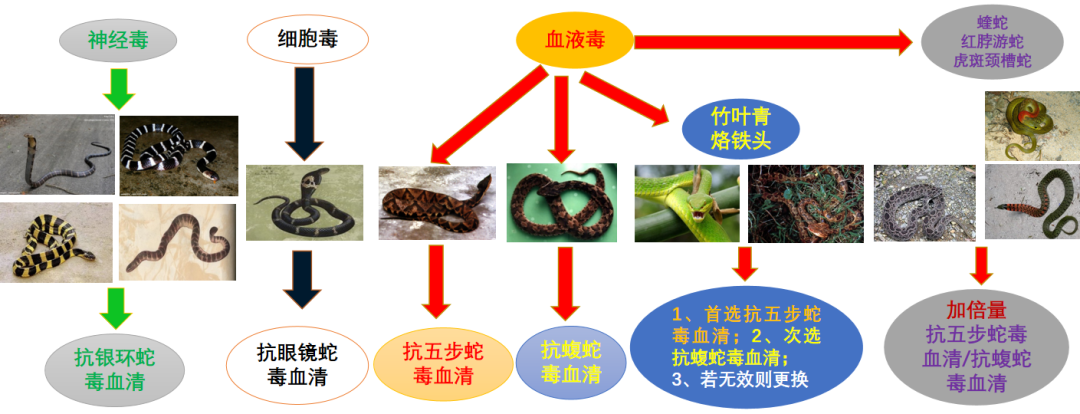 常見毒蛇與對應血清