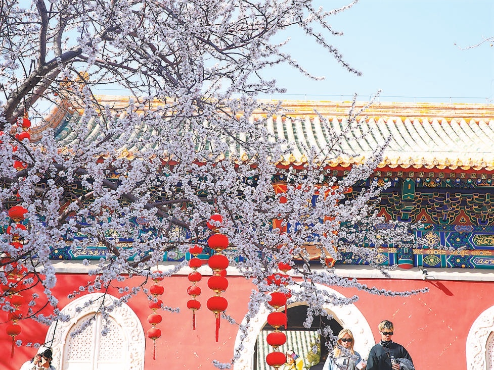 北海公園的山桃花盛開。