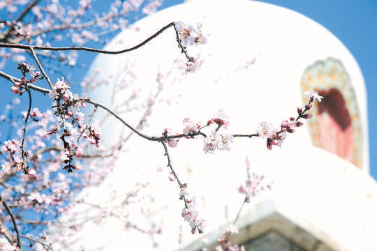 北海公園的山桃花盛開。