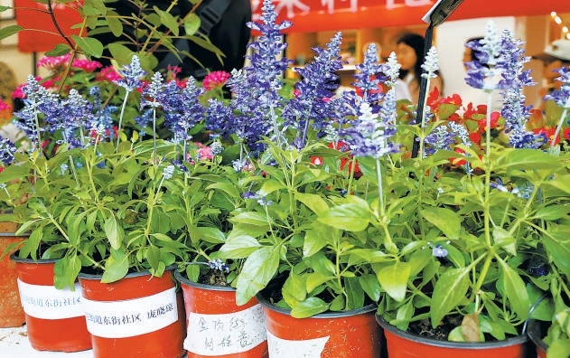 市民培育入選的部分花卉。 市民培育入選的部分花卉。