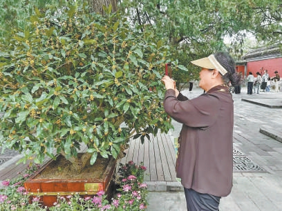 頤和園精品桂花引遊人觀賞。 頤和園精品桂花引遊人觀賞。