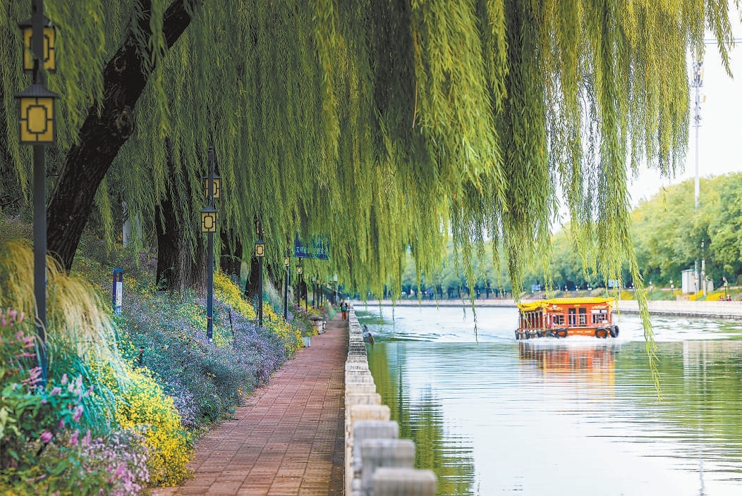 色彩斑斕的紫菀花海,開滿昆玉河兩岸,紫菀與遊船、垂柳、流水、藍天、白雲相映成趣。 色彩斑斕的紫菀花海,開滿昆玉河兩岸,紫菀與遊船、垂柳、流水、藍天、白雲相映成趣。