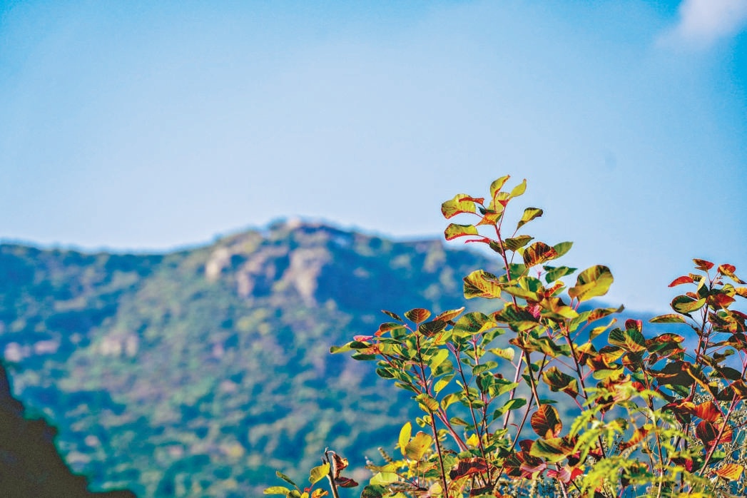 目前香山公園紅葉平均變色指數約5%。 目前香山公園紅葉平均變色指數約5%。