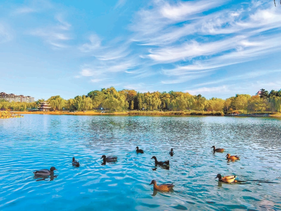 10月20日,大風過後,京城碧空如洗,陶然亭公園秋韻滿園。 10月20日,大風過後,京城碧空如洗,陶然亭公園秋韻滿園。