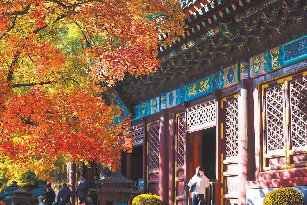 香山紅葉進入最佳觀賞期 香山紅葉進入最佳觀賞期