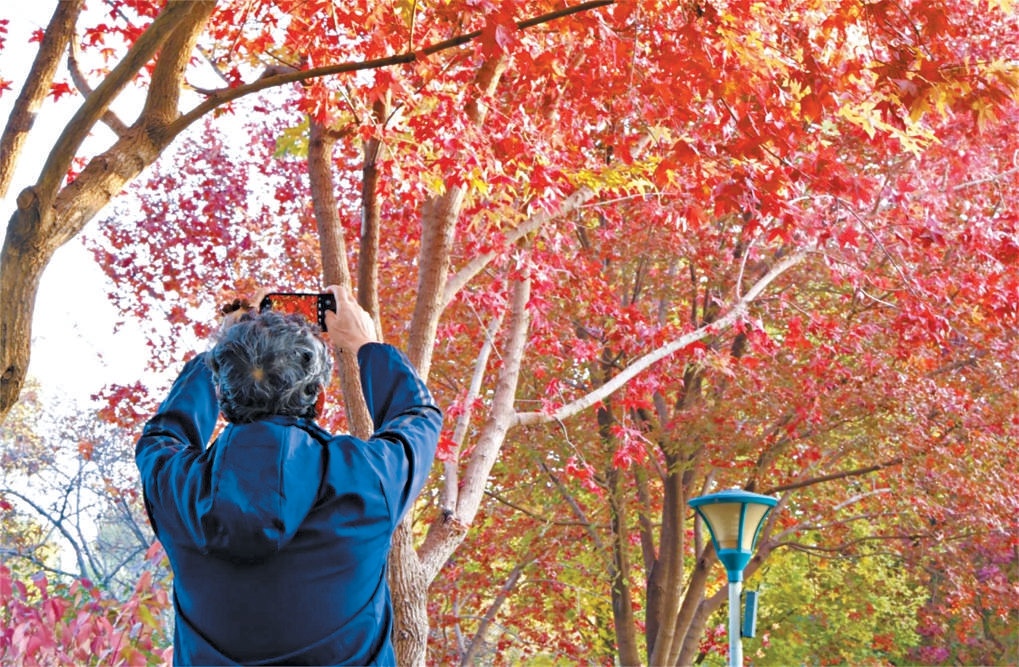 秋光裏,遊客用手機拍下玉淵潭絢爛一刻。 秋光裏,遊客用手機拍下玉淵潭絢爛一刻。