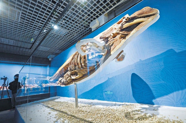 11月25日,國家自然博物館“鯨·奇——海洋深深之遇見鯨”特展開幕。 11月25日,國家自然博物館“鯨·奇——海洋深深之遇見鯨”特展開幕。