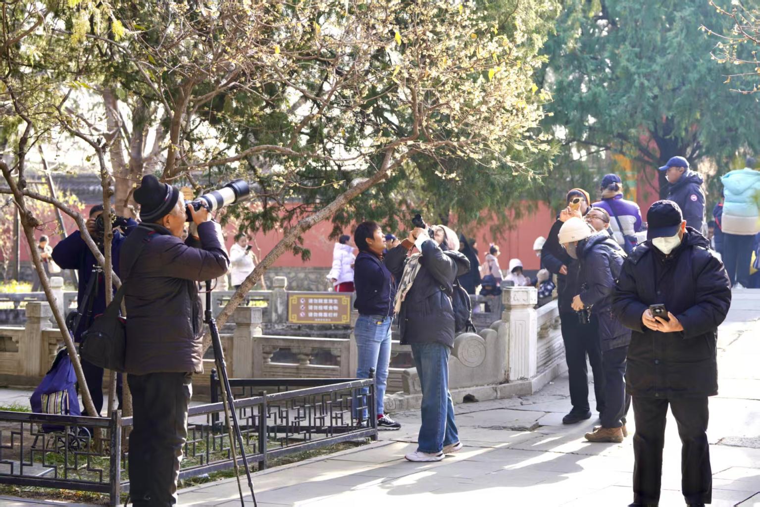 市民遊客來到臥佛寺賞梅打卡。 市民遊客來到臥佛寺賞梅打卡。
