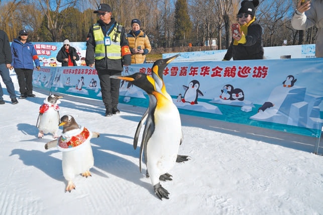 巡遊企鵝成為陶然亭冰雪嘉年華上的“明星”。