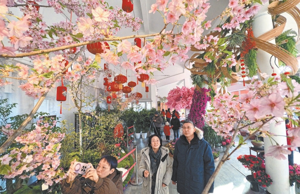 櫻花與紫藤同時綻放，為即將到來的農曆春節平添了一抹靈動而浪漫的色彩。