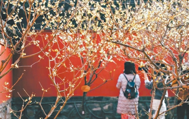 國家植物園蠟梅處於盛花期,吸引了眾多市民遊客。 國家植物園蠟梅處於盛花期,吸引了眾多市民遊客。