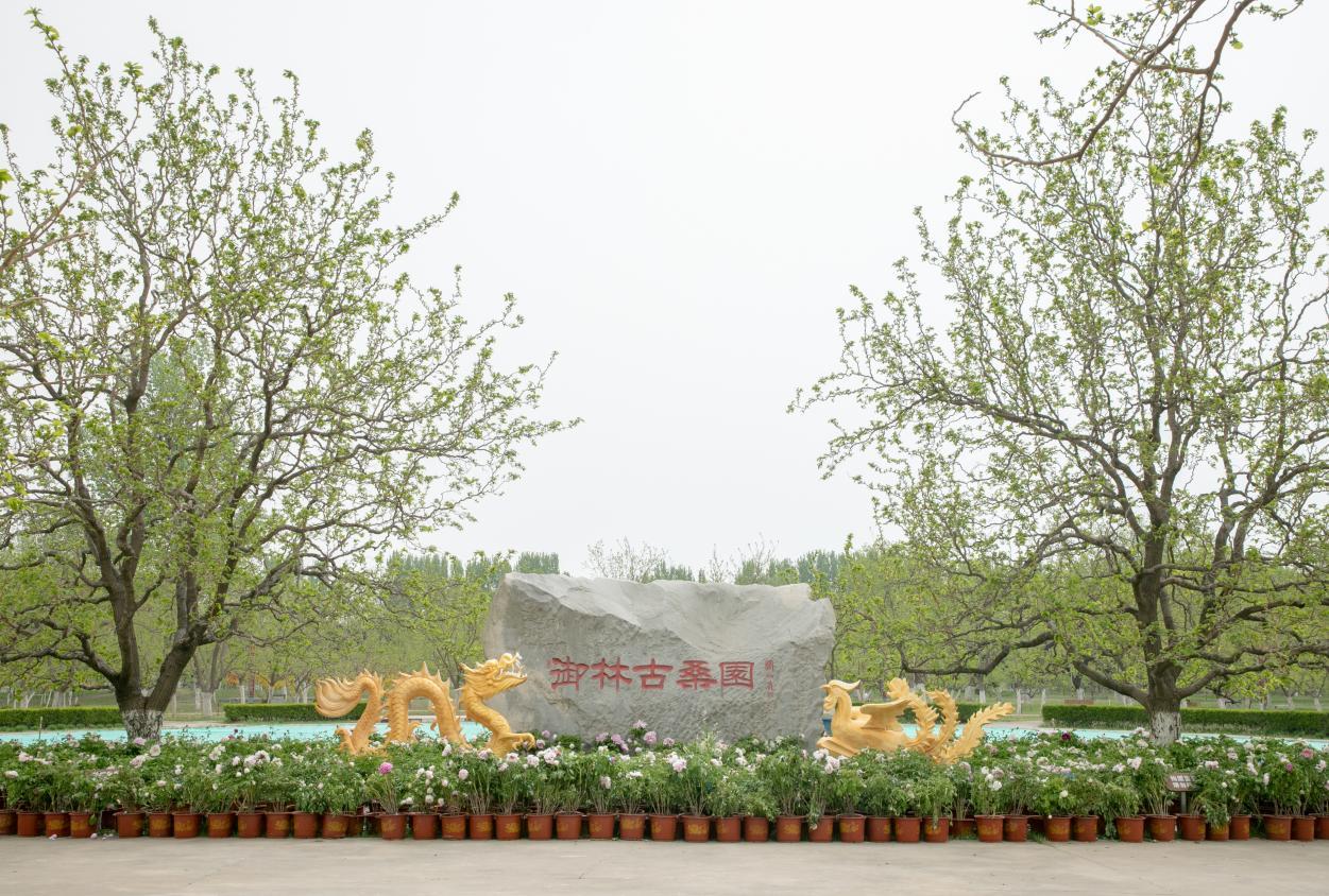 大興禦林古大桑園