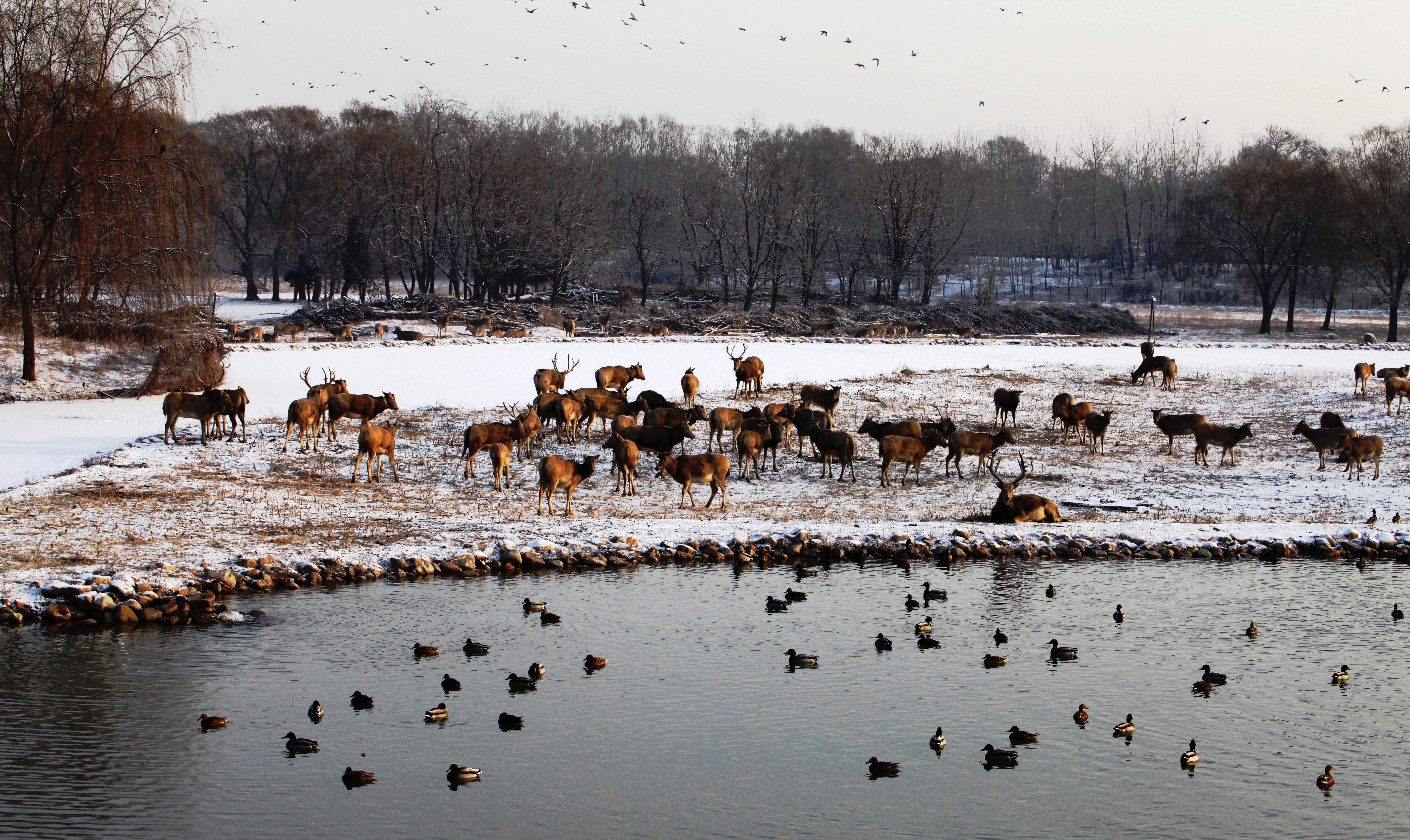 北京南海子麋鹿苑博物館