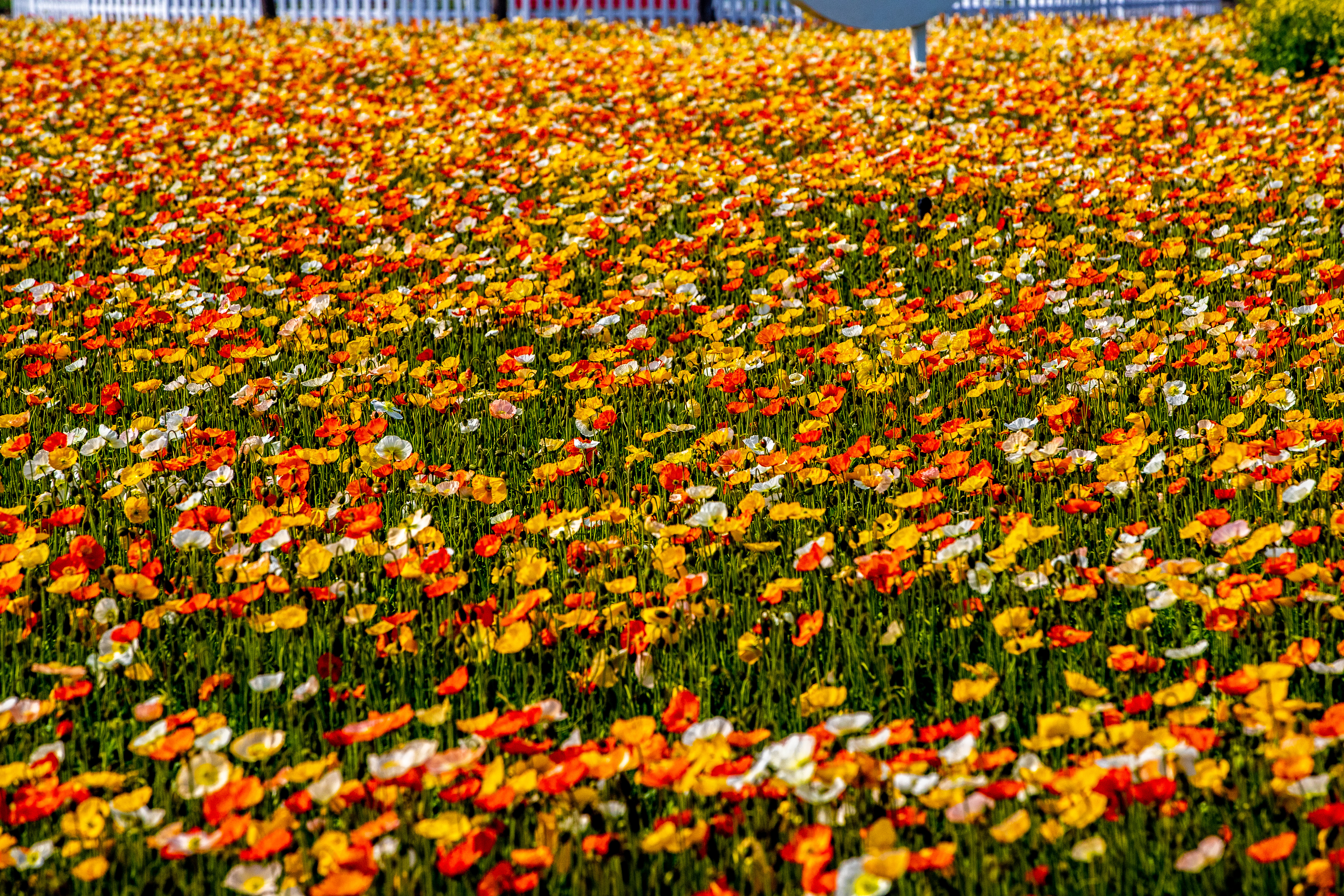 紫穀伊甸園 紫穀伊甸園