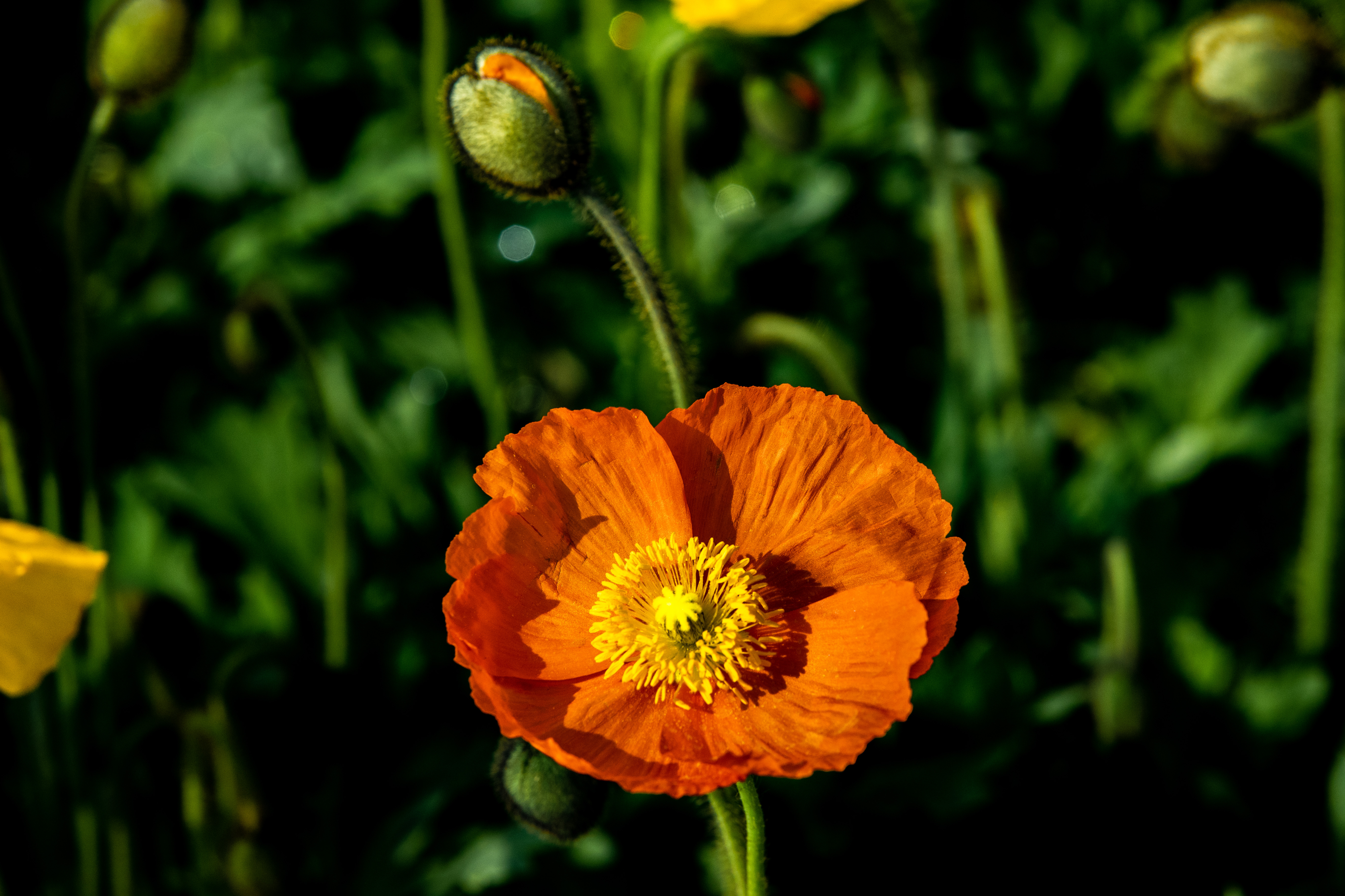 紫穀伊甸園 紫穀伊甸園