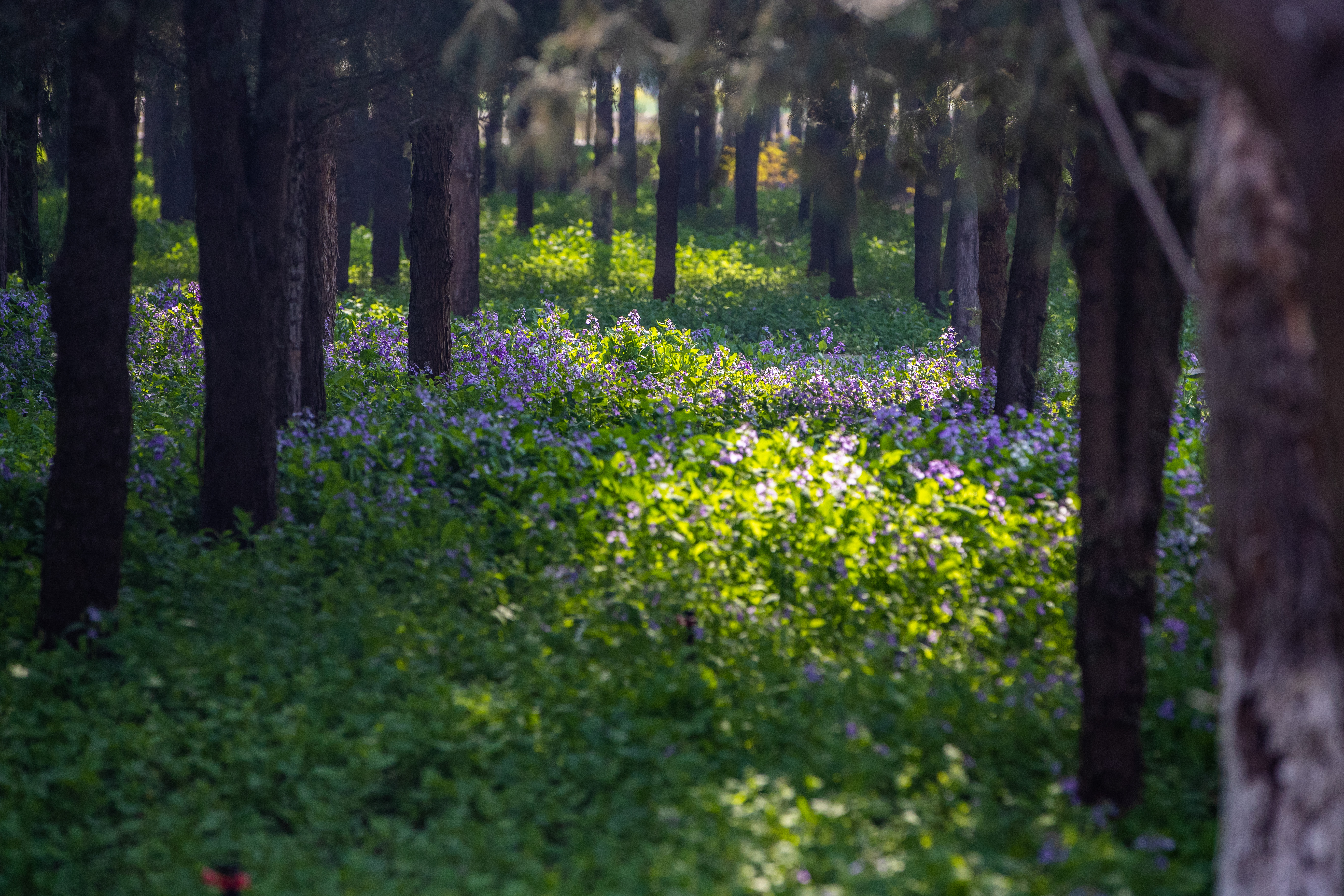 紫穀伊甸園 紫穀伊甸園