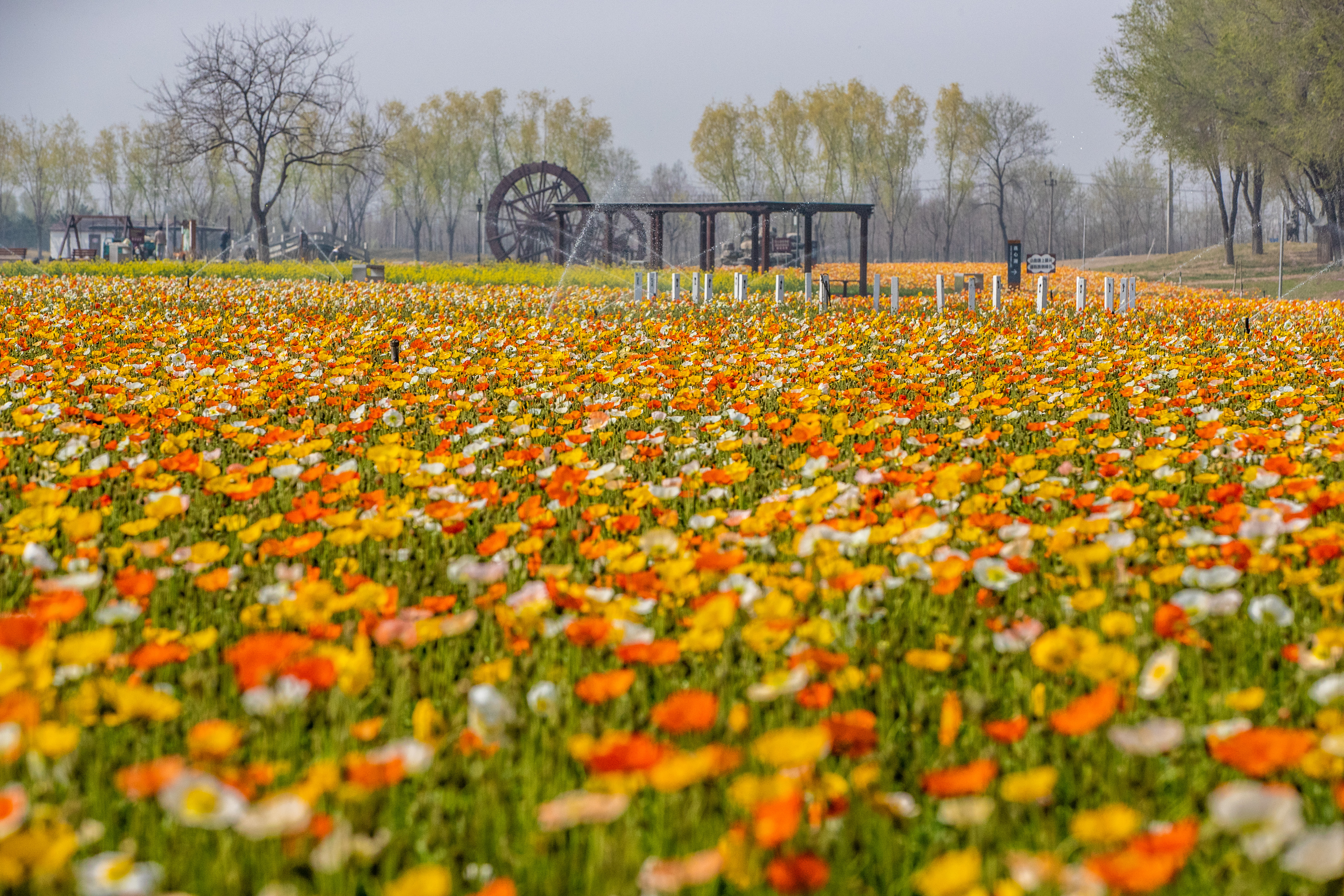 紫穀伊甸園 紫穀伊甸園