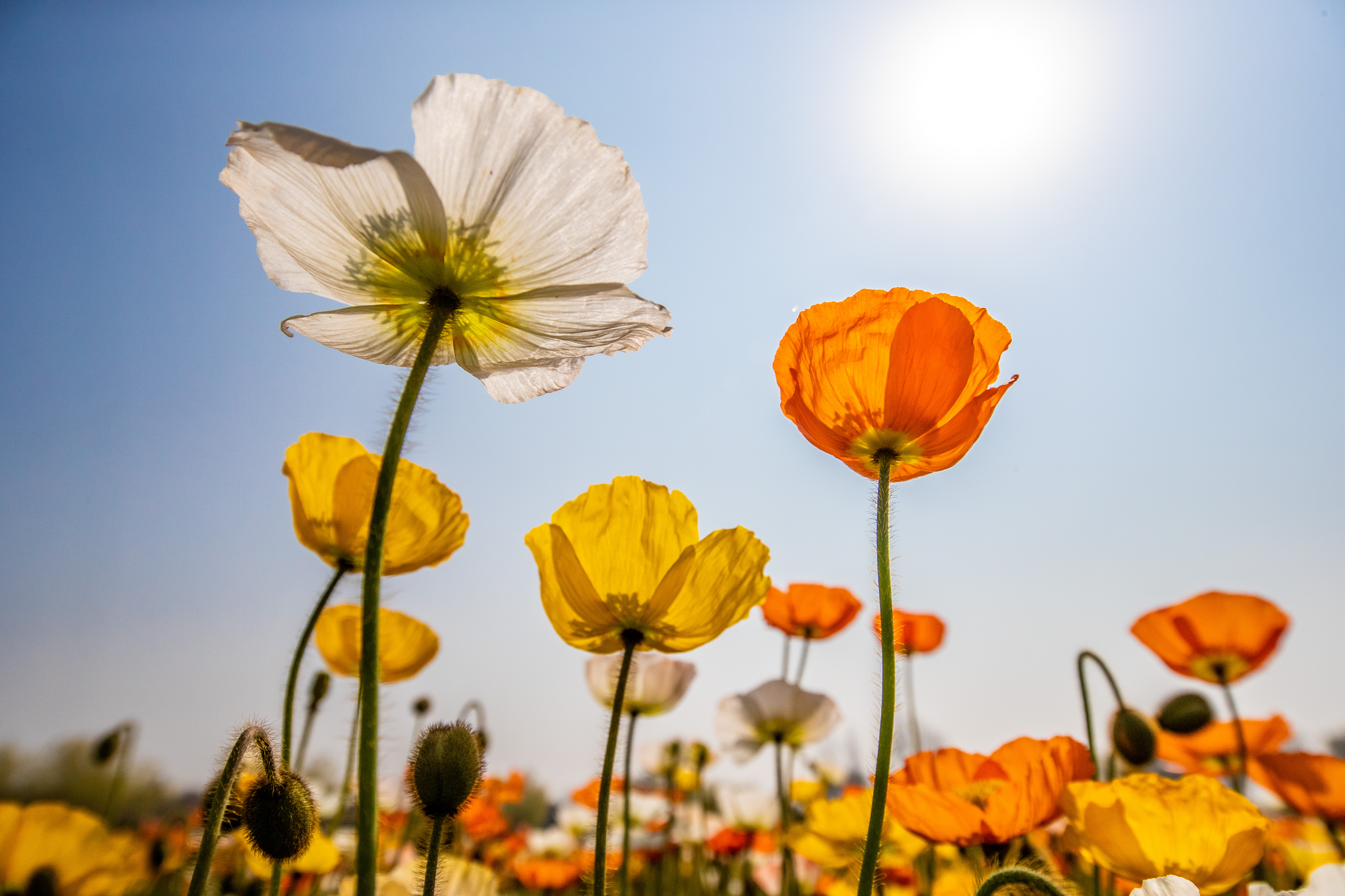 紫穀伊甸園 紫穀伊甸園