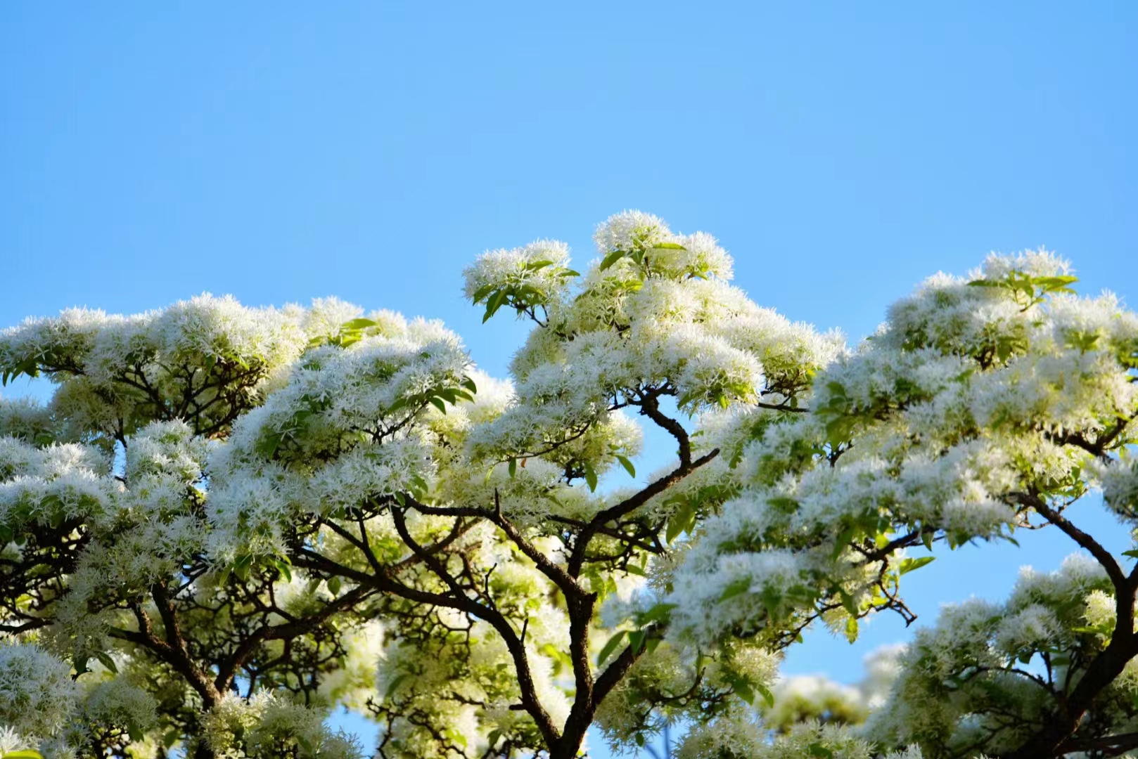 流蘇樹——雲之嶺
