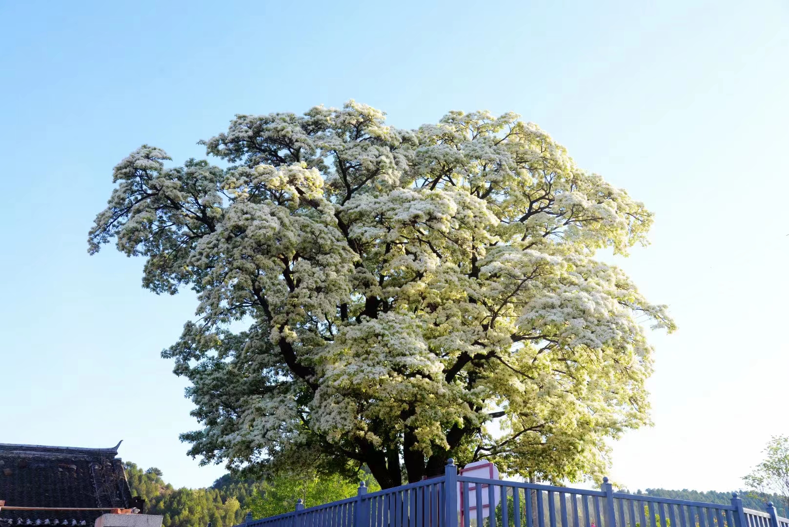 流蘇樹——雲之嶺