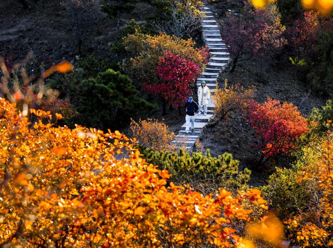 初秋→深秋，昌平這7條賞秋線路必衝