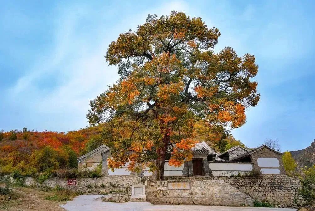 初秋→深秋，昌平這7條賞秋線路必衝