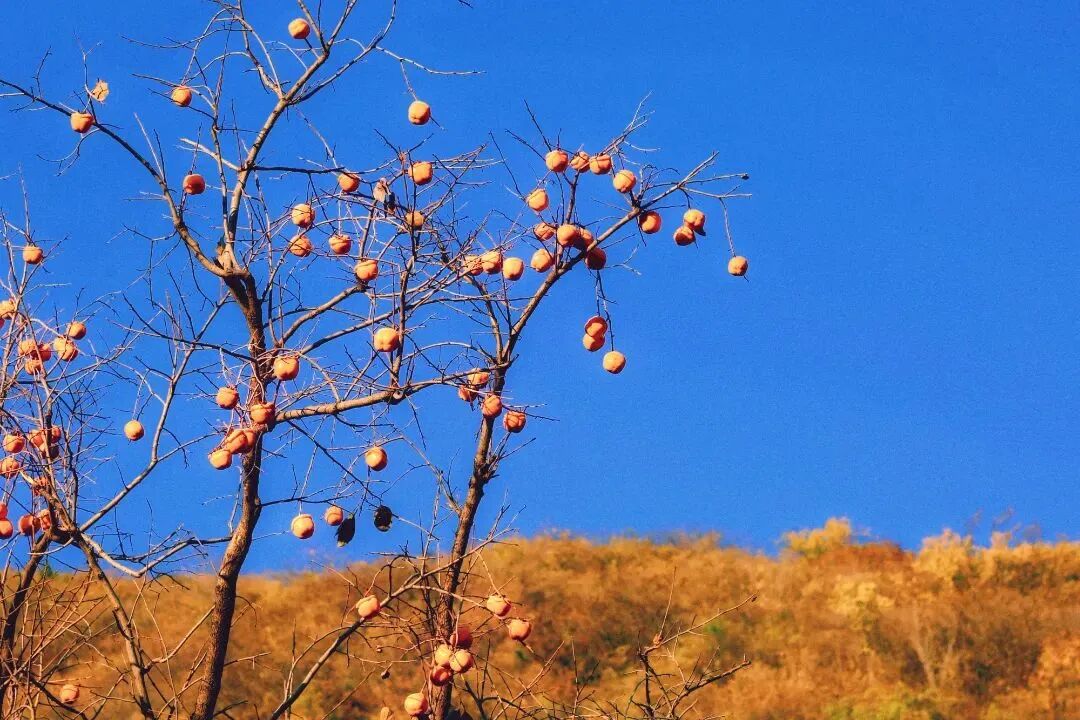 初秋→深秋，昌平這7條賞秋線路必衝