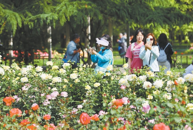 市民在天壇公園賞月季。