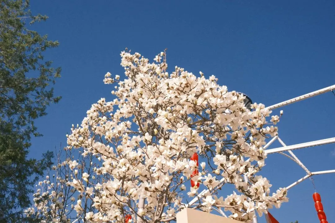 四條密雲春日賞花線路