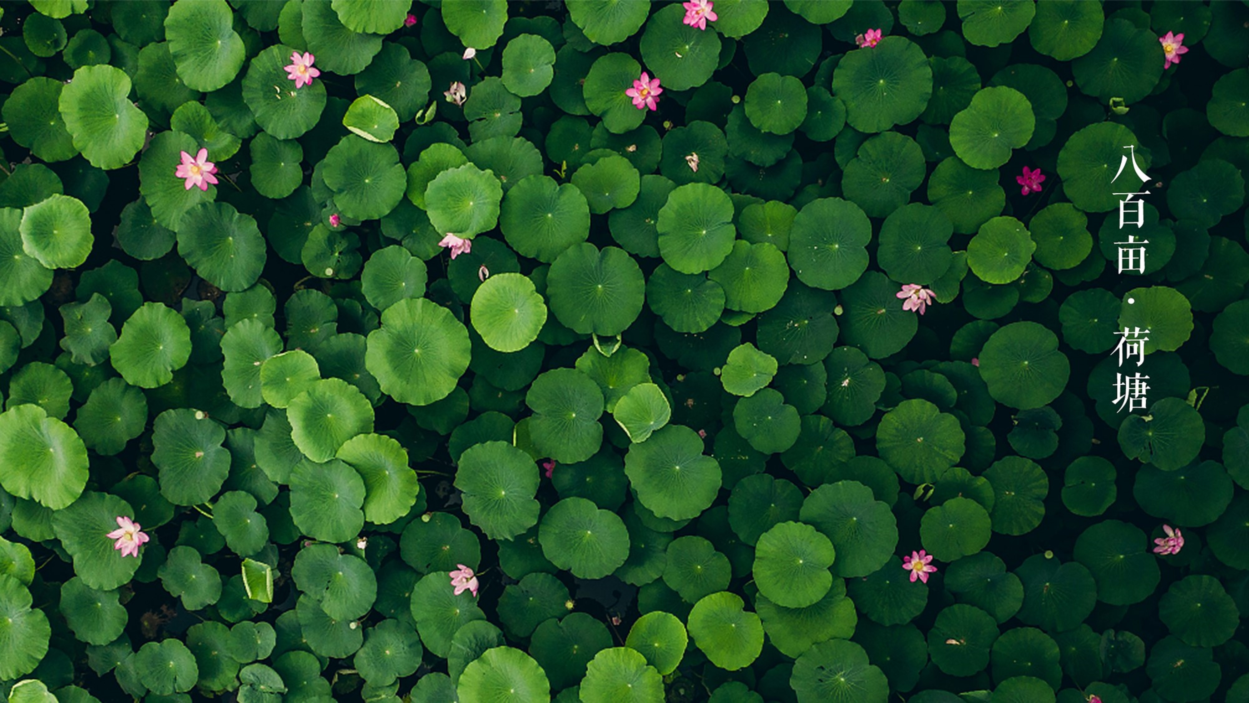 線路四野鴨湖八百畝荷塘