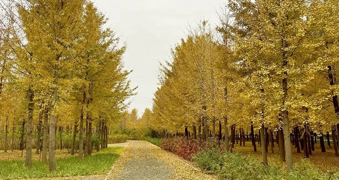 順義秋日精品線 從銀杏到淺山的斑斕之旅