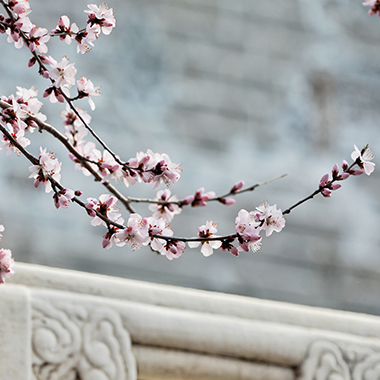 春意盎然 桃花初綻