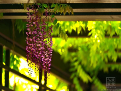 紫藤一簇香滿城