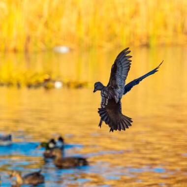 玉淵潭櫻花湖候鳥群飛