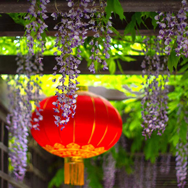 玉淵潭多花紫藤盛開 引市民關注