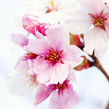 早櫻初綻 春色漸濃