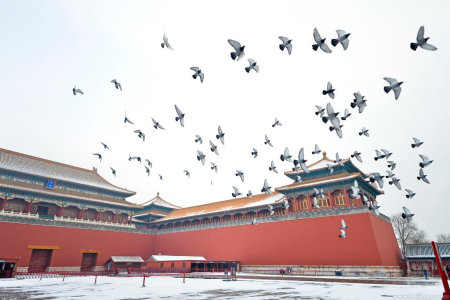 瑞雪翔鴿喜迎新