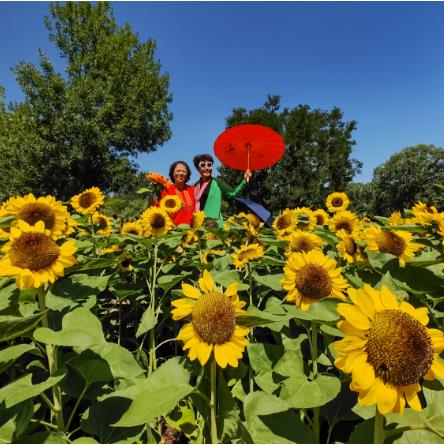 絢爛葵花綻放夏日