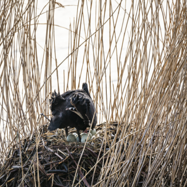 萌化了！懷柔籍小黑天鵝出生了
