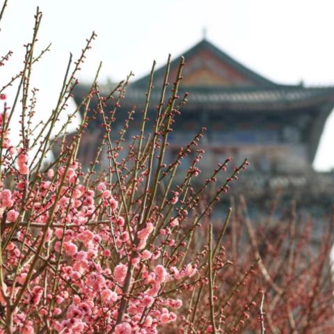北京明城牆梅花文化節開幕
