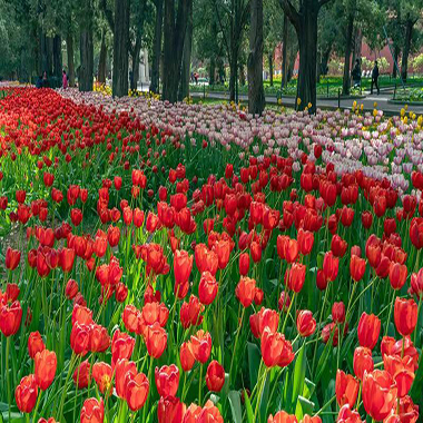 中山公園鬱金香迎來盛花期 遊人如織