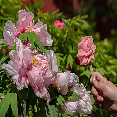 “國色天香”景山公園牡丹爭豔
