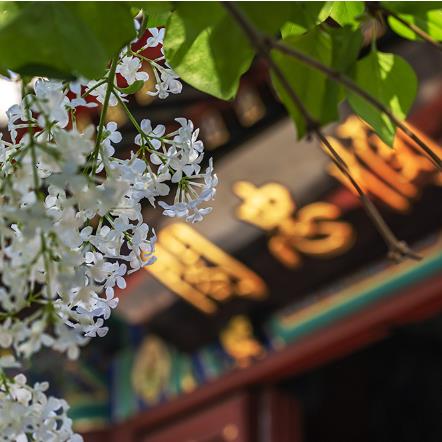 法源寺丁香花如期綻放