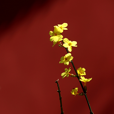 迎春，枯木生花
