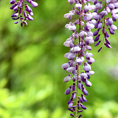 紫藤成瀑 如夢如幻