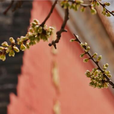 皇城根遺址公園 滿園春色