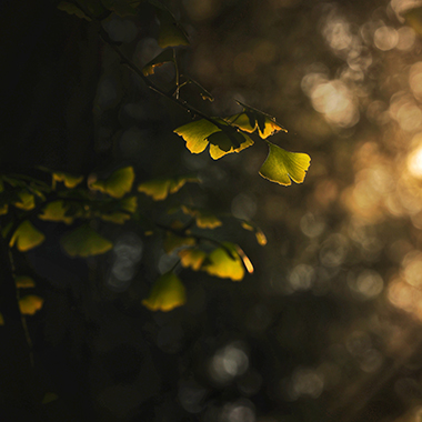 彩葉紛飛賞秋時 地壇公園秋色迷人