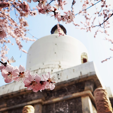 公園裏的春色滿園