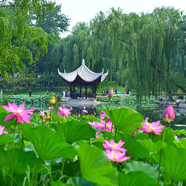 ​炎暑將至 荷花初醒