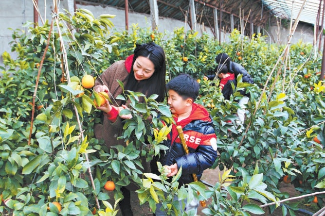 遊客在大貴口村的大棚裏體驗采摘。